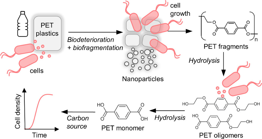 Could A Bacteria Eat Away At Plastics And Help To Mitigate Our Pollution Problem? – CleanTechnica