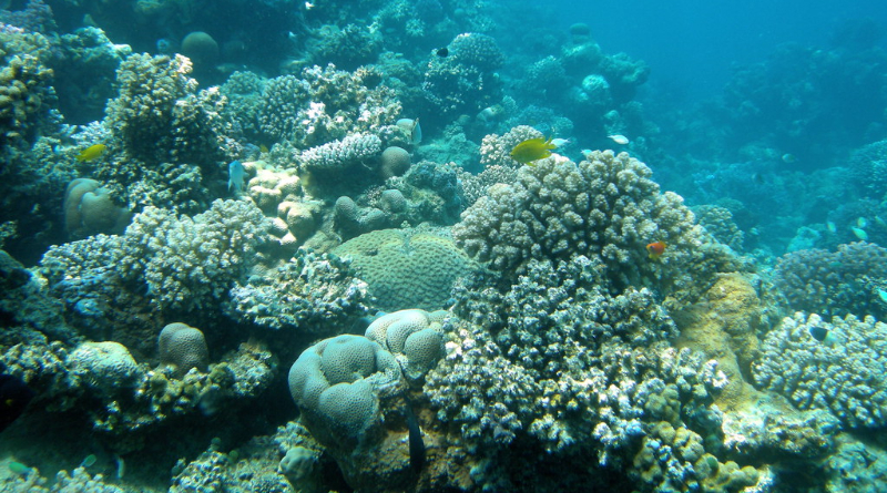 Can Coral Reefs Be Resuscitated? Scientists May Have A Solution – CleanTechnica